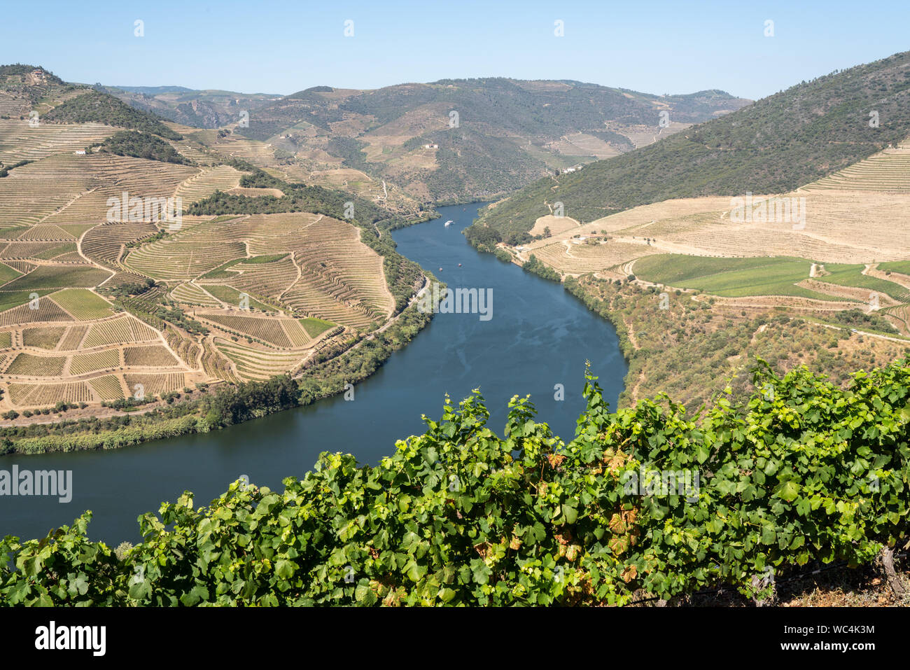 Filari di vigne la linea della valle del fiume Douro in Portogallo Foto Stock