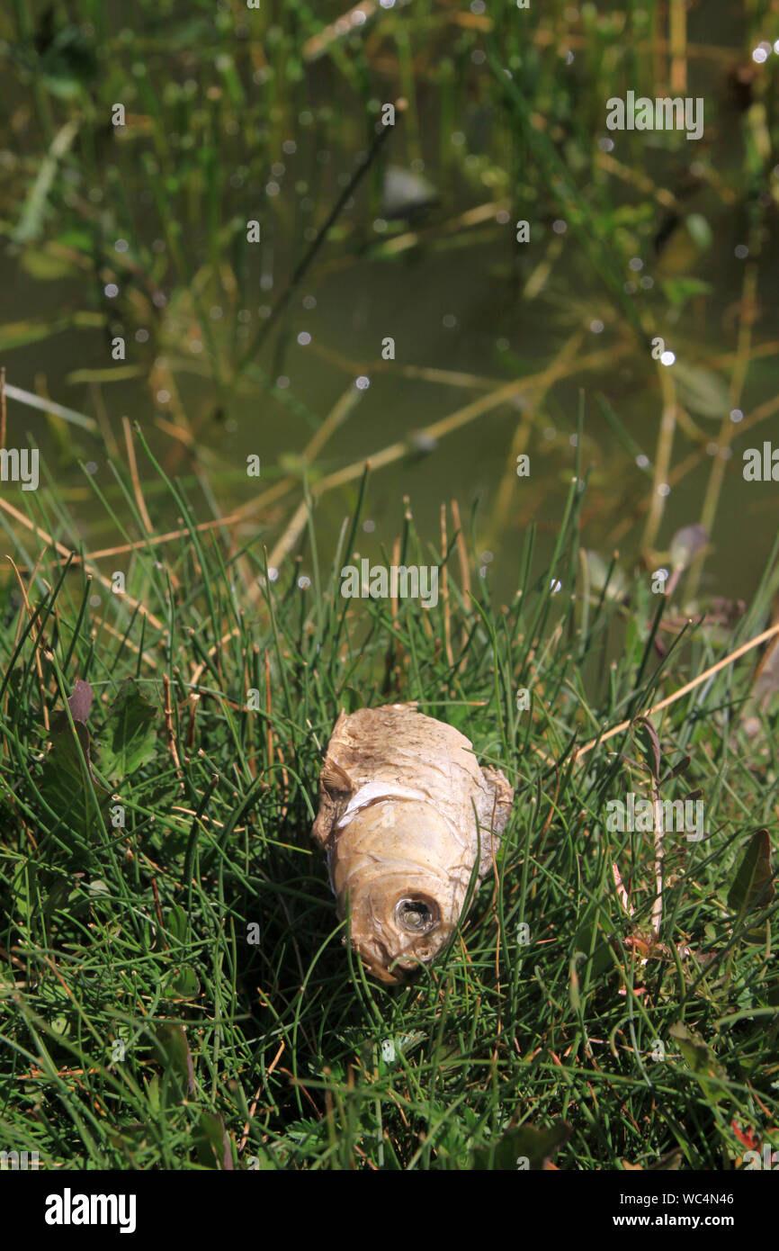 Inquinamento delle acque e pesci morti Foto Stock