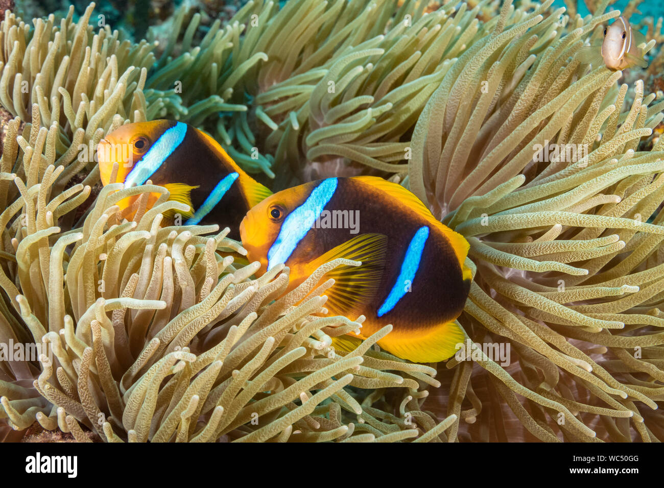 Clark, Anemonefish Amphiprion clarkii, in host anemone marittimo, Taveuni, Figi, Oceano Pacifico del Sud Foto Stock