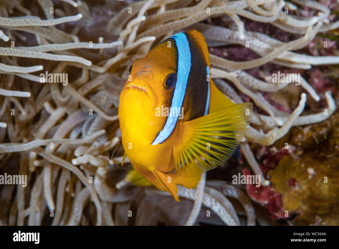 Clark, Anemonefish Amphiprion clarkii, in host anemone marittimo, Taveuni, Figi, Oceano Pacifico del Sud Foto Stock