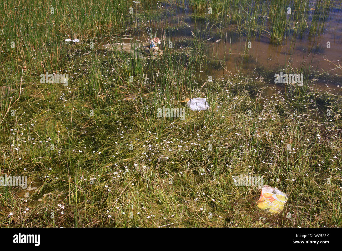 Inquinamento delle acque in un lago Foto Stock