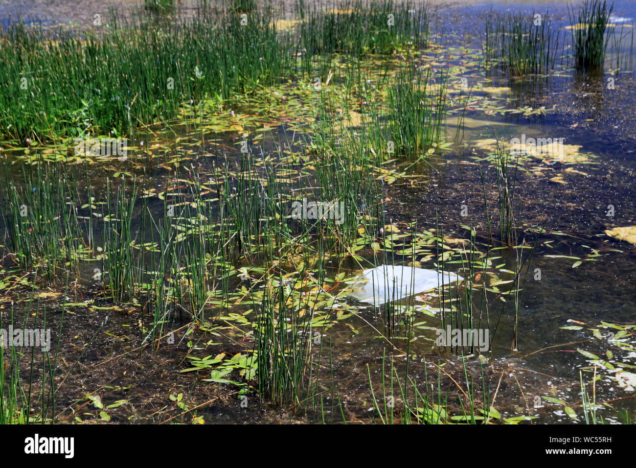 Inquinamento delle acque in un lago Foto Stock