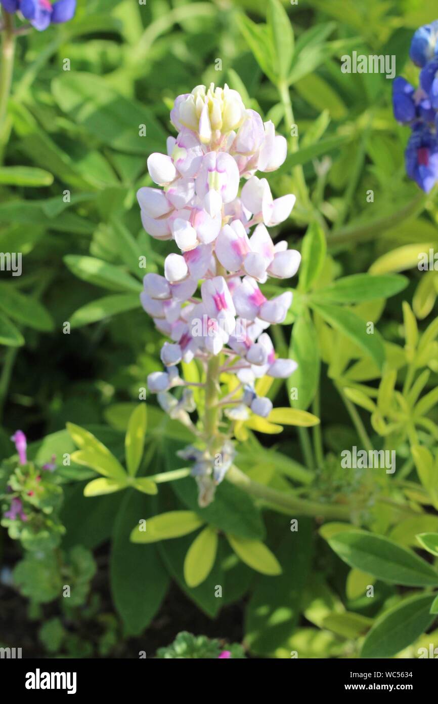 Rosa Bluebonnet crescente al San Angelo, Texas acqua Lilly Garden Foto Stock