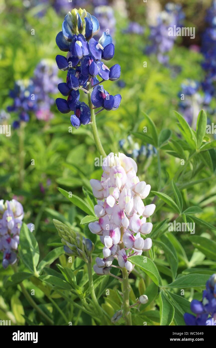 Blu e Rosa Bluebonnet fioritura al San Angelo, Texas Lilly giardino. Foto Stock