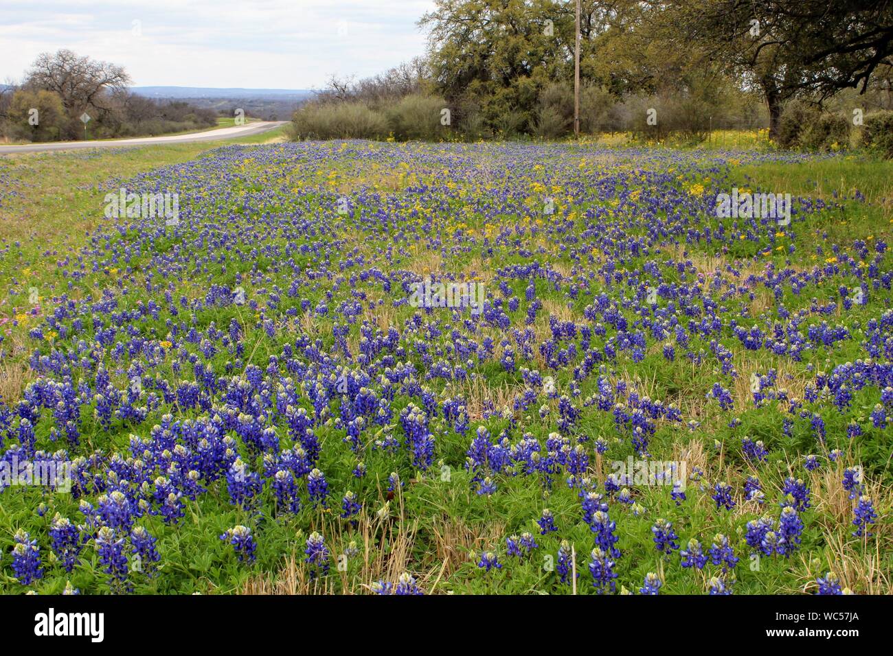 Bluebonnets fiorire lungo una strada vicino a Mason, Texas, Stati Uniti d'America Foto Stock
