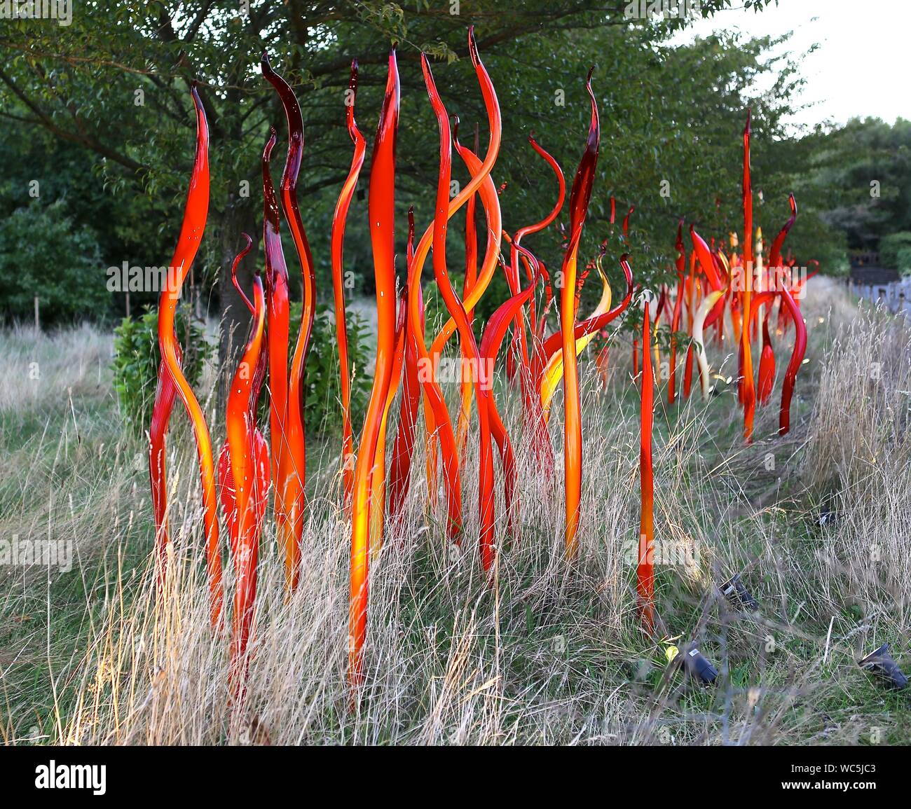 Chihuly a Kew Gardens, Londra Dale Chihuly, la celebrata noi vetro artista, esposto presso i Giardini di Kew 13 anni fa. È stato il suo più recente grande spettacolo all'aperto in Europa - e uno dei più popolari manifestazioni mai tenuto a Kew. Ora egli è tornato con Chihuly: riflessioni sulla natura - 32 installazioni di abbagliamento, compresa la sua stella di zaffiro, la serie Seaforms e un nuovo lavoro appositamente progettati per la casa temperate, che è stato riaperto di recente dopo £41m restauro. A partire dal mese di agosto, i giardini saranno aperti fino a tardi per selezionati Chihuly notti, quando le opere saranno illuminate e la musica. Foto Stock