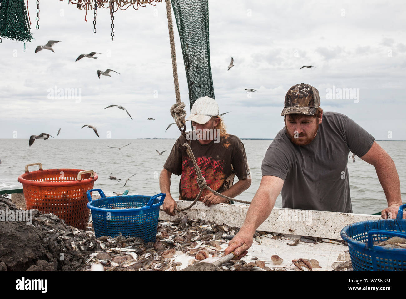 I pescatori commerciali di cattura di smistamento dei gamberi a bordo della nave Foto Stock