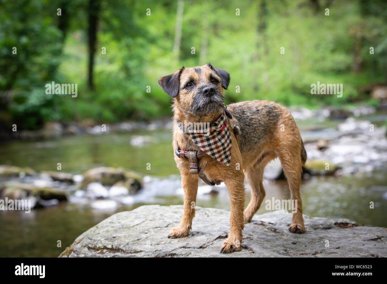 Border Terrier indossando bandana sulle rocce al fiume Barle, Exmoor, REGNO UNITO Foto Stock