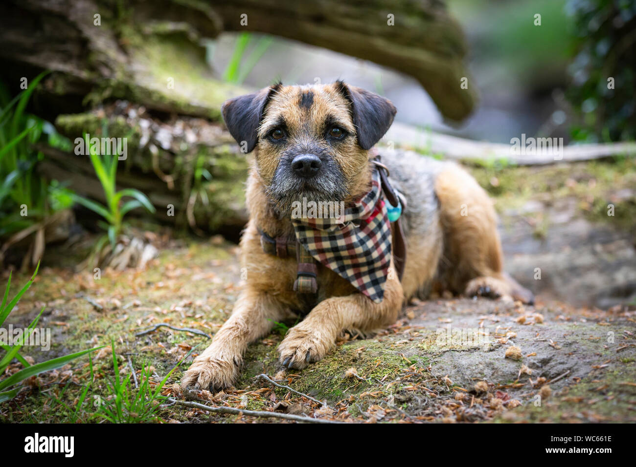 Border Terrier indossando bandana Foto Stock