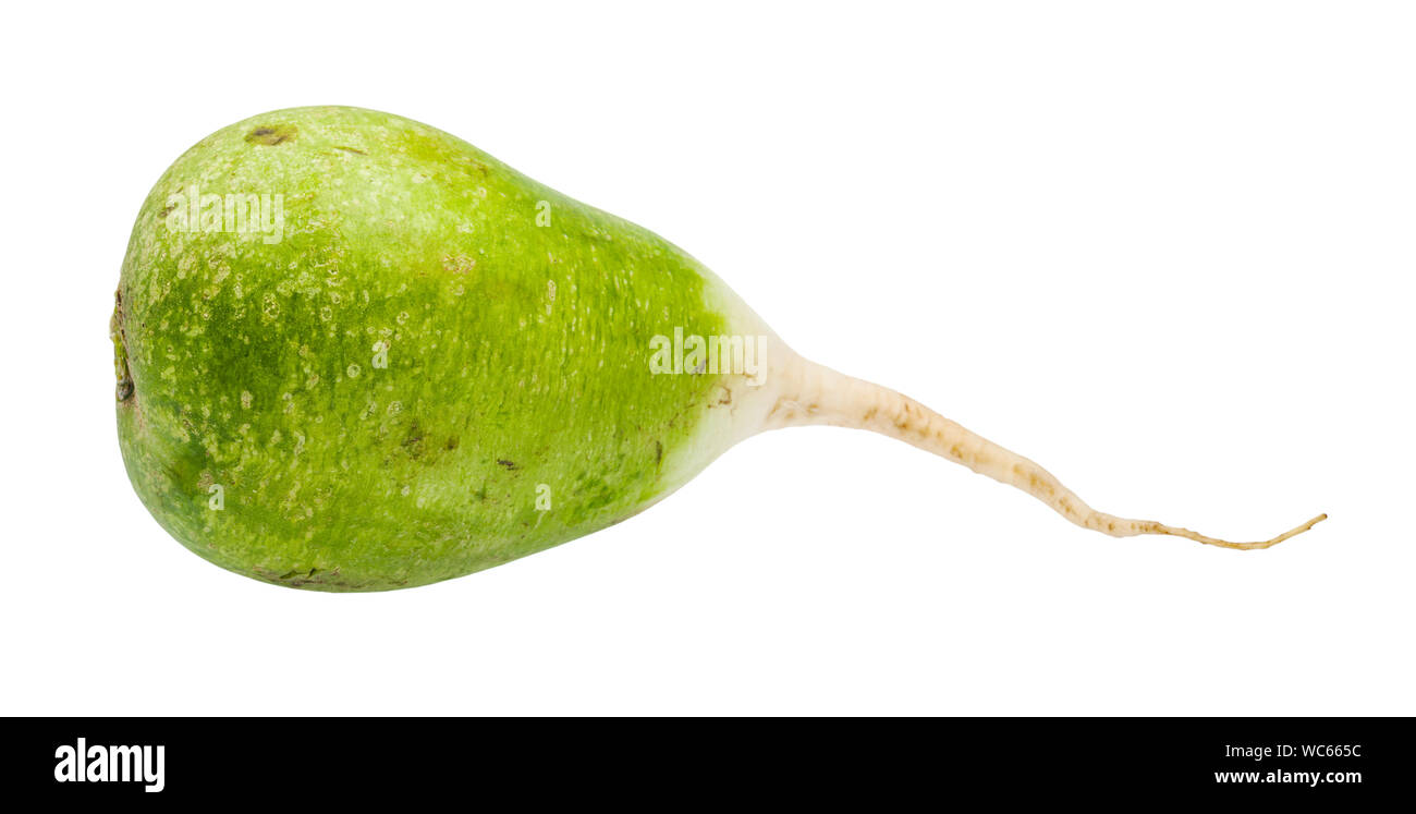 Fresco verde Lobo (margelan) ravanello isolati su sfondo bianco Foto Stock