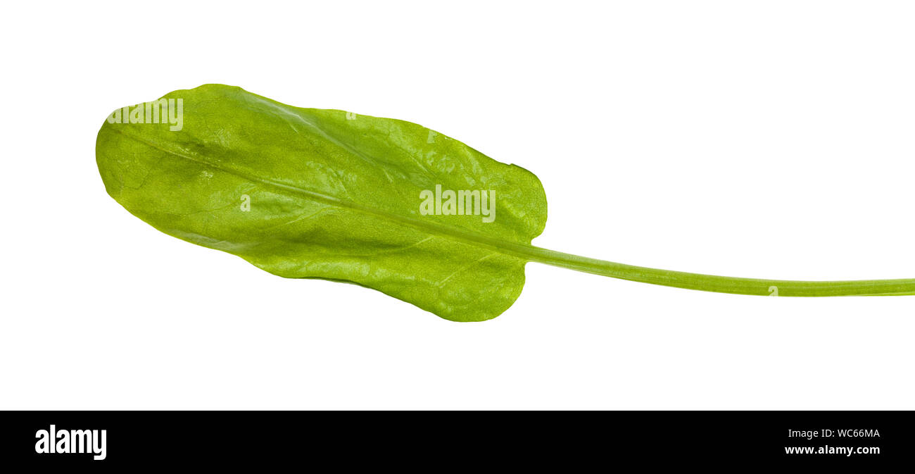Grean foglia di sorrel herb isolati su sfondo bianco Foto Stock