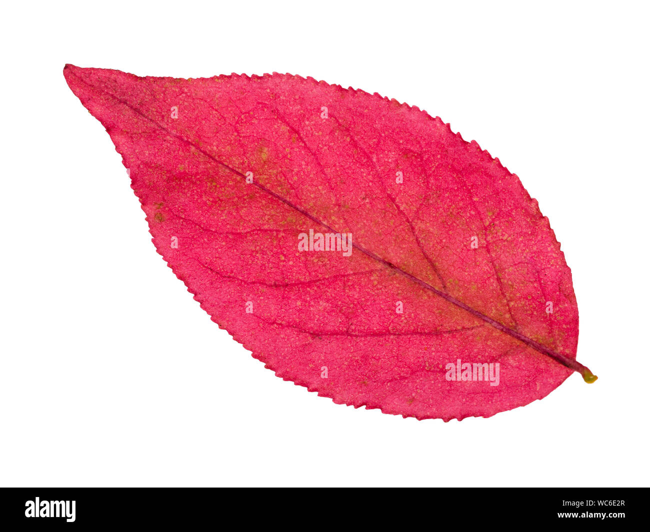 Lato posteriore di colore rosa autunno foglia della pianta euonymus isolati su sfondo bianco Foto Stock