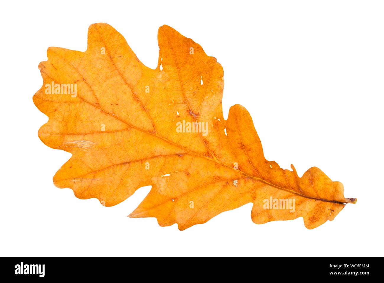 Caduto marrone foglia di quercia isolati su sfondo bianco Foto Stock