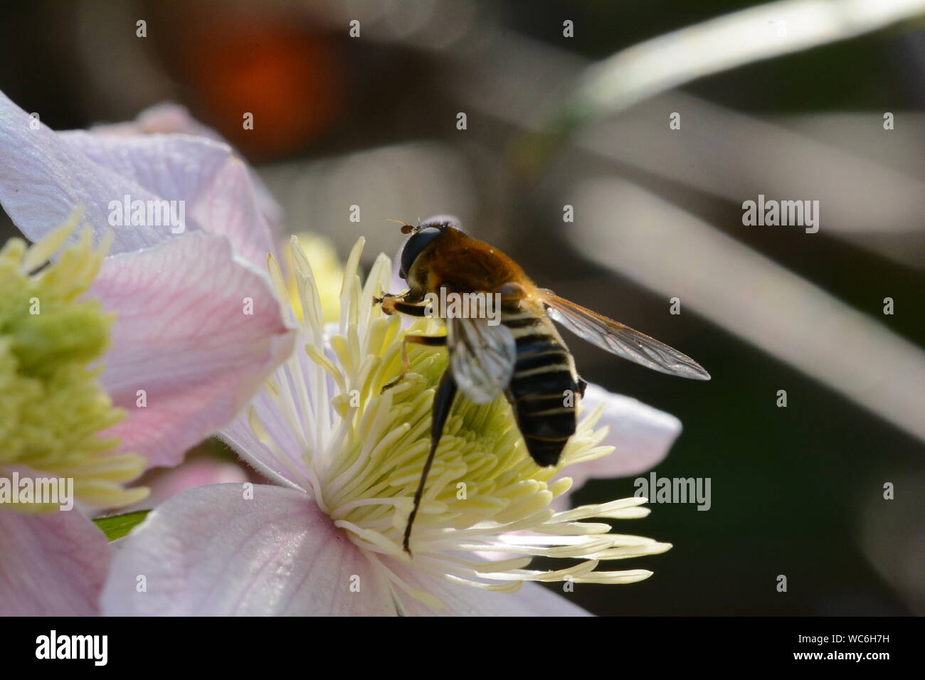 Dettaglio colpo di ape su fiori Foto Stock