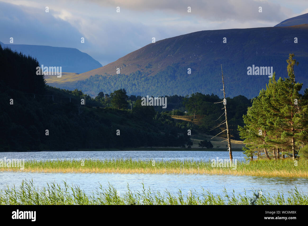 Loch Pityoulish vicino a Aviemore, Cairngorms National Park, Scozia Foto Stock