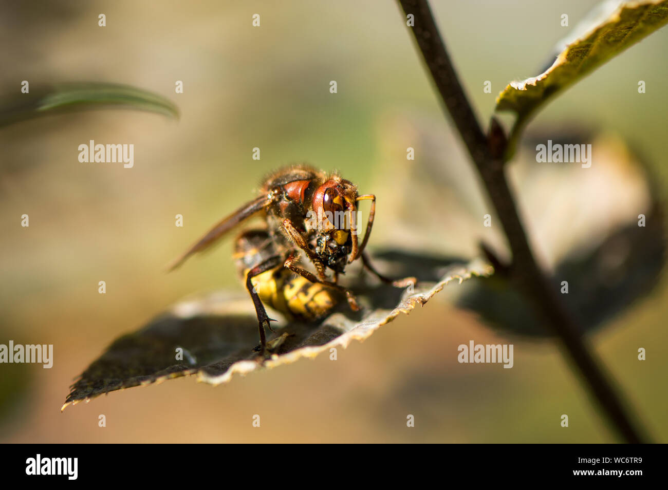 Close-up di insetto con la preda sulla lamina Foto Stock