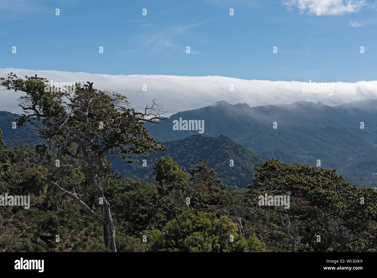 Cloud Forest nel nord della cittadina di Boquete nella provincia di Chiriqui Panama Foto Stock
