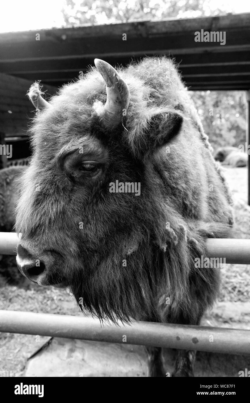 Salvare la specie. Unione o bisonti americani o wisent nel paddock o zoo. Grande bison marrone del gruppo wisent. Wild wisent con corna. Wisent animale in wildpark. Foto Stock