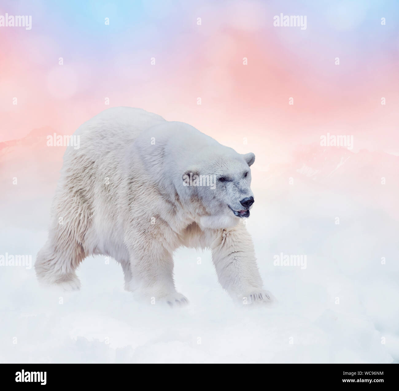 Grande orso polare passeggiate sulla neve Foto Stock