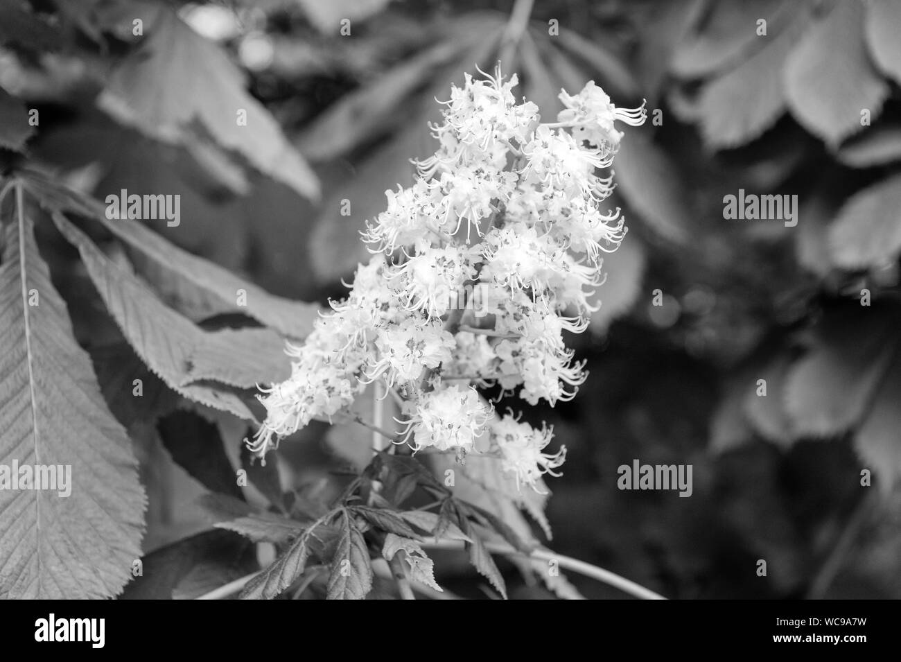 Tutti i fiori sono belli nel loro proprio modo. Cluster con white chestnut fiori. Fiore di castagno con una piccola offerta di fiori e foglie verde dello sfondo. Fiore di castagno. Castagna a fioritura primaverile. Foto Stock