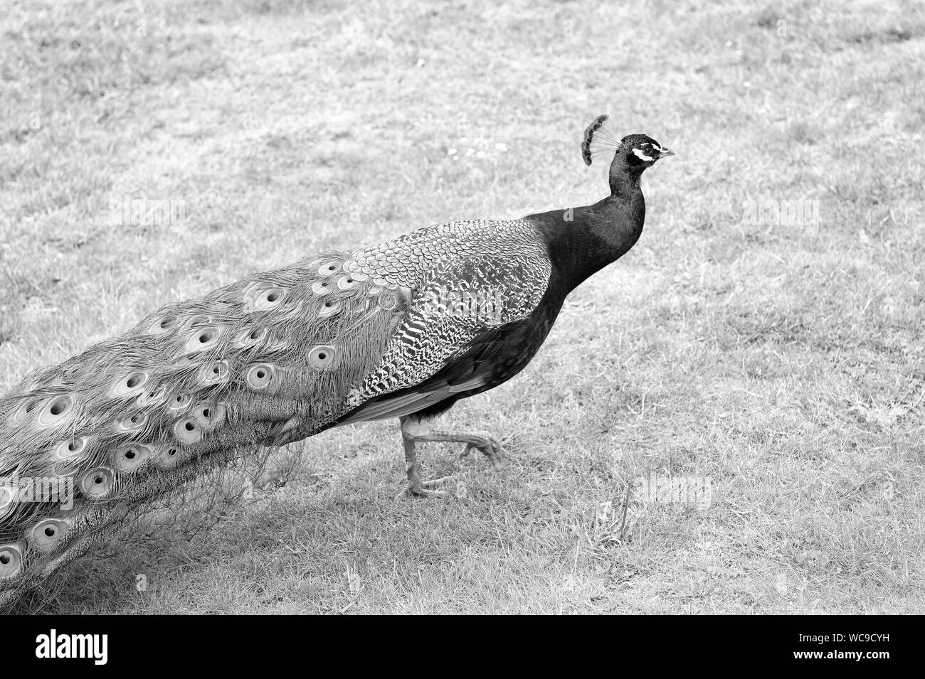 La bellezza regale della giungla. Peacock bird. Pavone o peafowl maschio con stravaganti piumaggio. Bellissimo pavone con coda eyespotted piume. Wild peacock camminando sul prato verde. Foto Stock