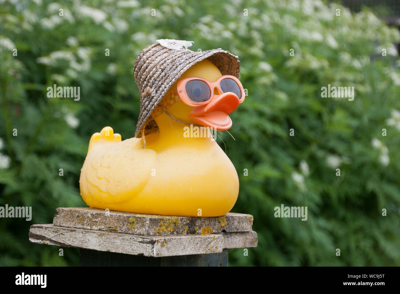 Rubber Duck con cappello di paglia sul recinto contro alberi Foto stock -  Alamy