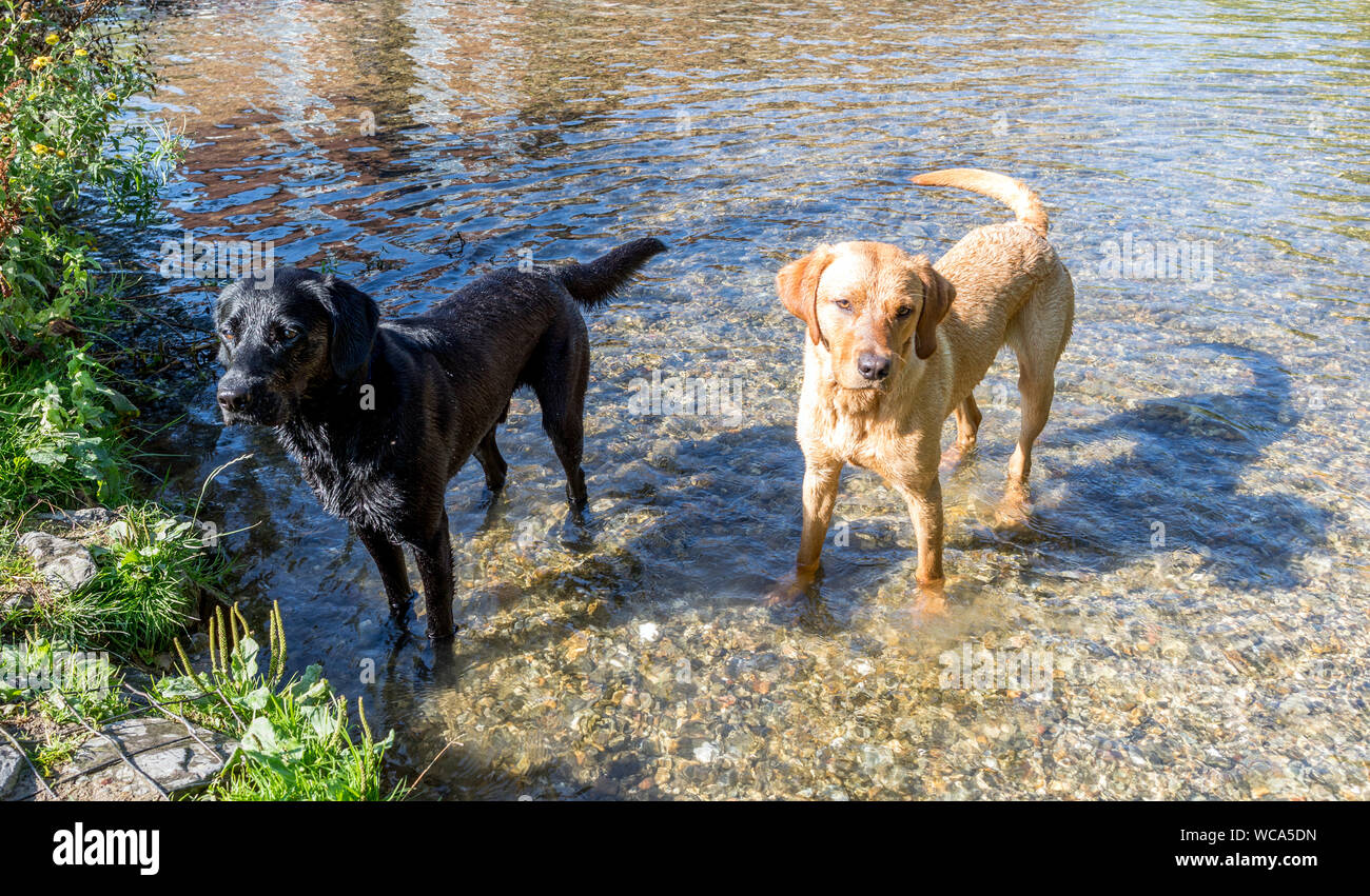 Cani giocando nel Fiume Avon Salisbury Regno Unito Foto Stock
