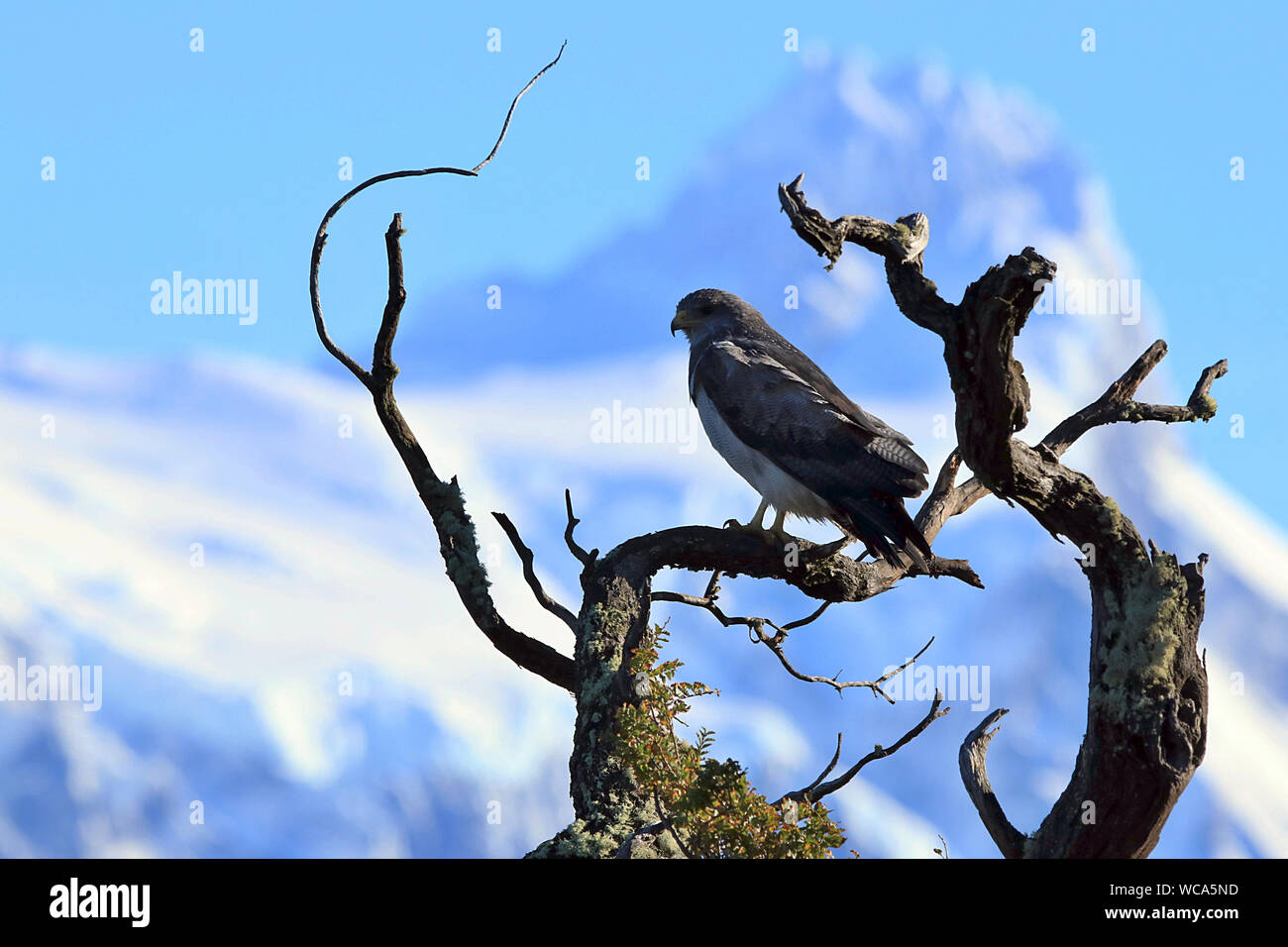 Wild Black-chested Buzzard Eagle (Geranoaetus melanoleucus) seduto su un ramo nel Parco Nazionale Torres del Paine nella Patagonia cilena. Foto Stock