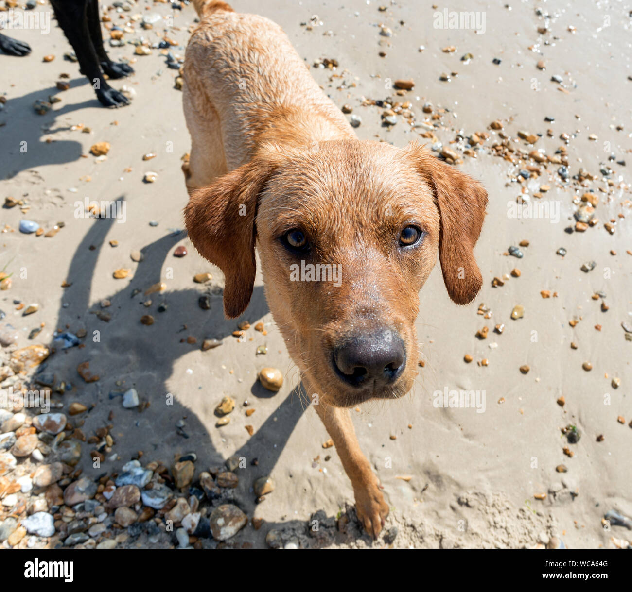 Cane sulla spiaggia Bournemouth Regno Unito Foto Stock