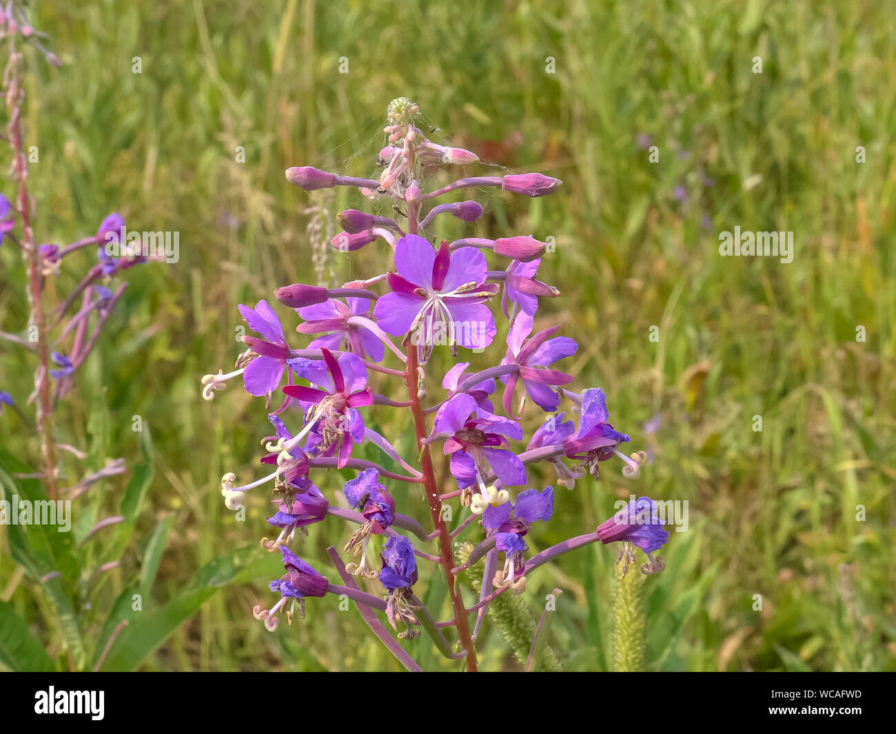 Close up fireweed cresce a trota in lago yellowstone Foto Stock