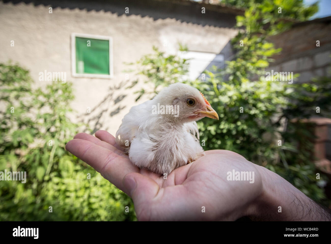 I giovani di pollo, chiamato anche pulcino o poussin è in piedi nelle mani di un agricoltore in una fattoria rurale ambiente foto di un pulcino, un giovane pollo, un p Foto Stock