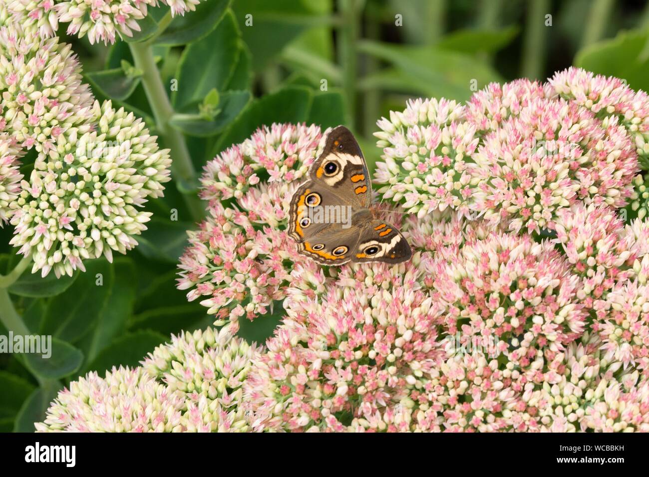 Comune di buckeye butterfly nettare di alimentazione e impollinare un fiore Foto Stock