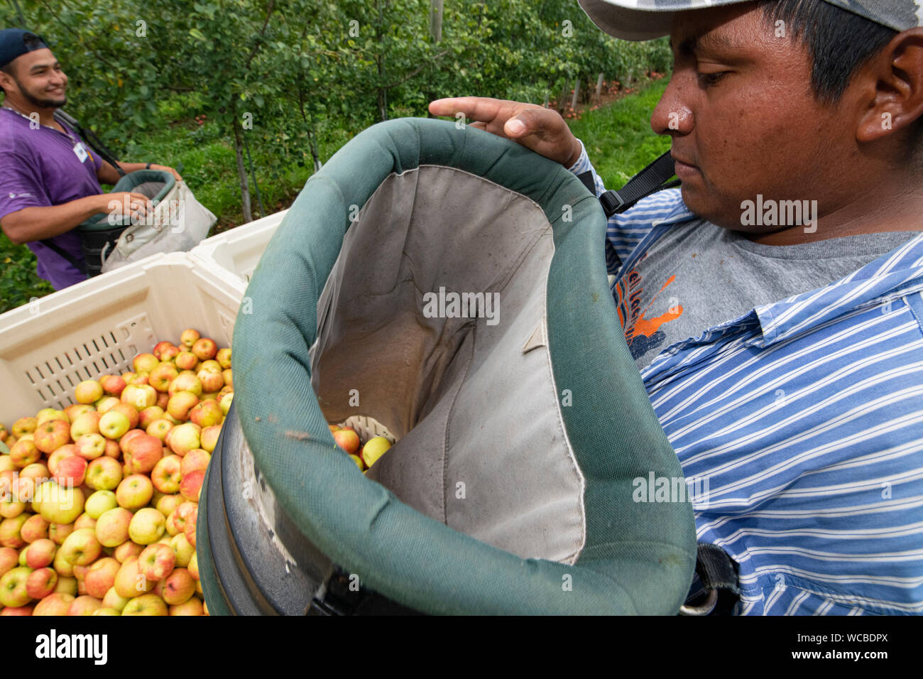 Honduregni lavoratori migranti harvest mele al Adams County Nursery Agosto 15, 2019 in Aspers, Pennsylvania. Il vivaio utilizza il reparto agricolo H-2a visa program per riempire le loro esigenze di forza lavoro durante la mietitura. Adams County vivaio è stata un impresa famigliare per cinque generazioni. Foto Stock