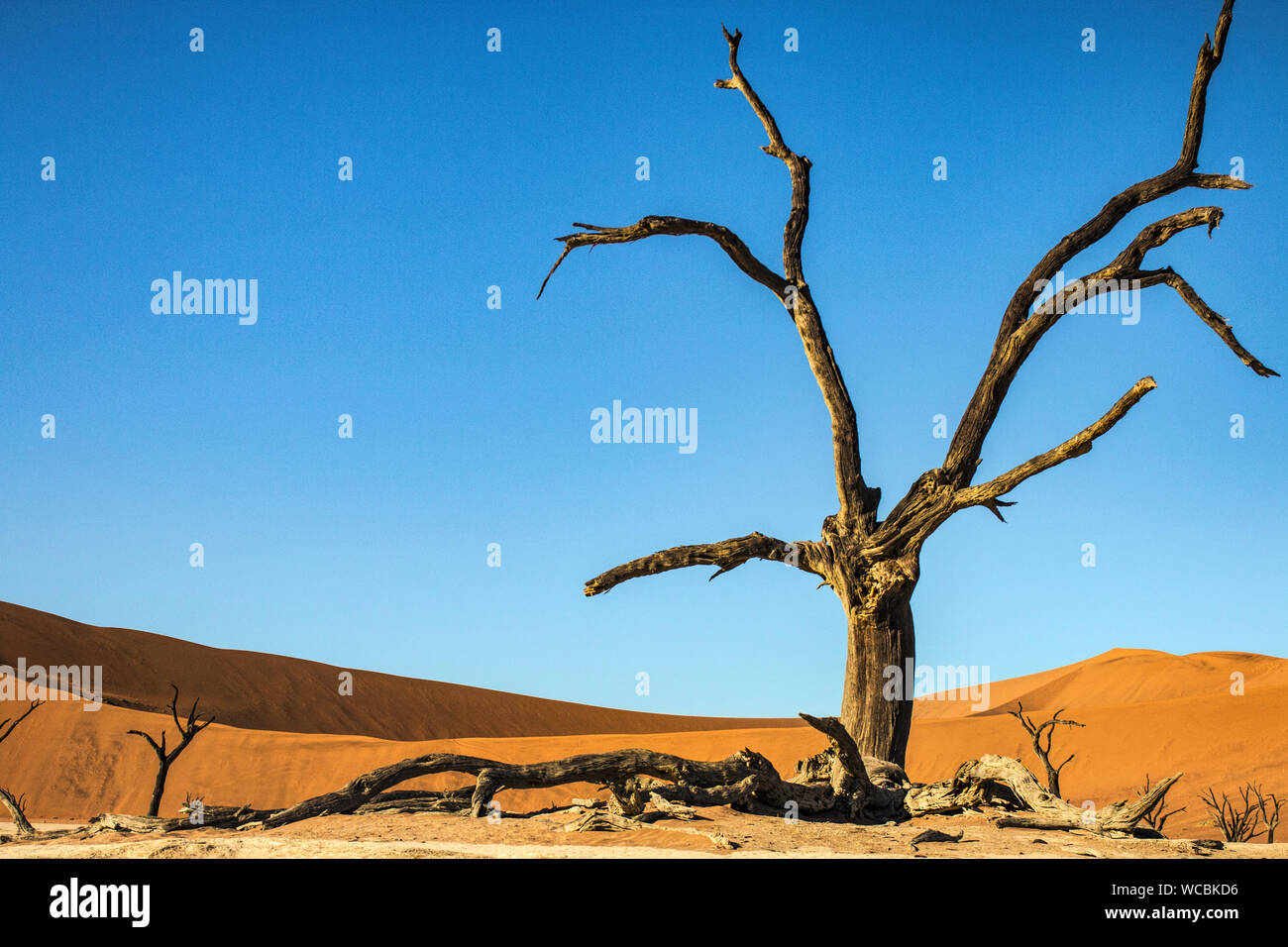 Deadvlei è la rinomata località di alberi che sono stati morti per oltre 900 anni nel deserto del Namib. Foto Stock