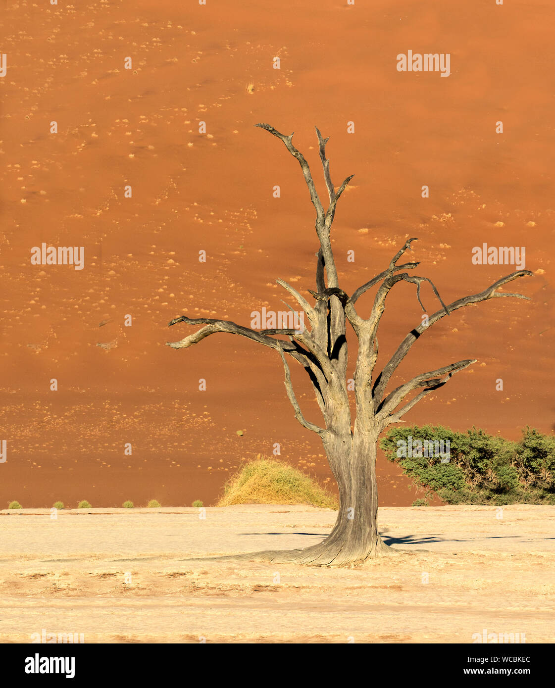 Deadvlei è la rinomata località di alberi che sono stati morti per oltre 900 anni nel deserto del Namib. Foto Stock