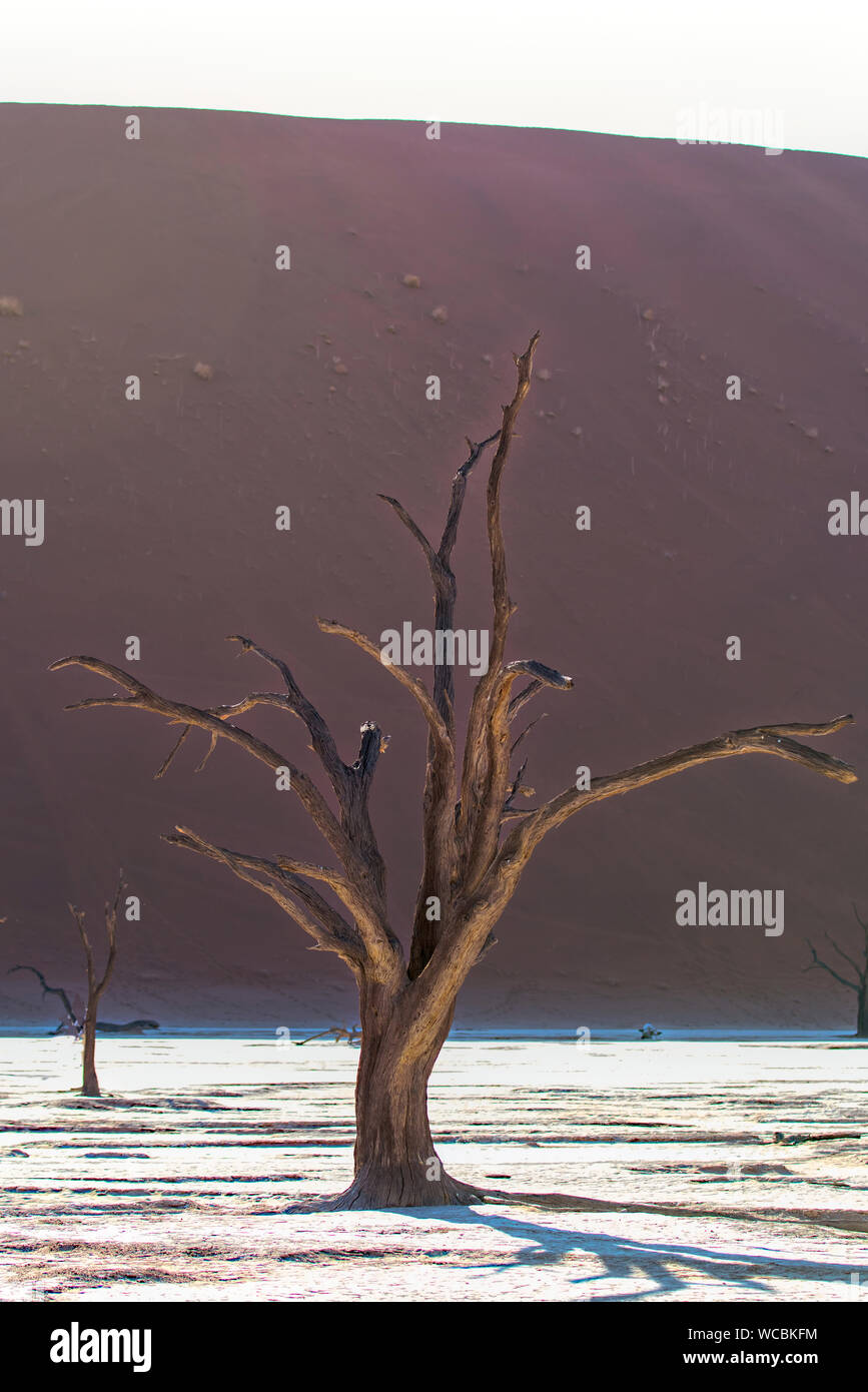 Deadvlei è la rinomata località di alberi che sono stati morti per oltre 900 anni nel deserto del Namib. Foto Stock