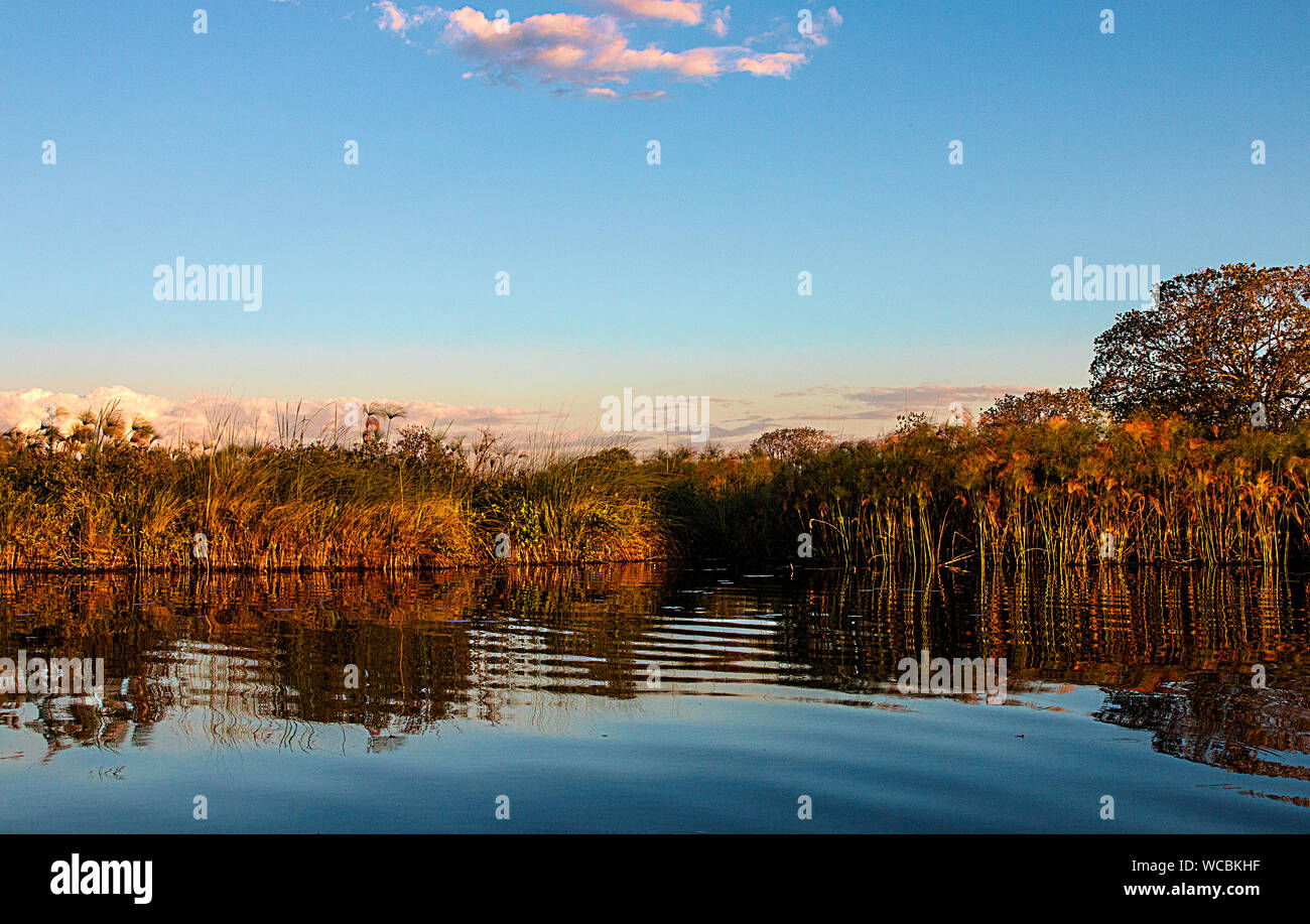 La bellissima Okavango Delta in Botswana è riempito con tutti i tipi di flora sorprendente e animali indigeni per quella zona Foto Stock
