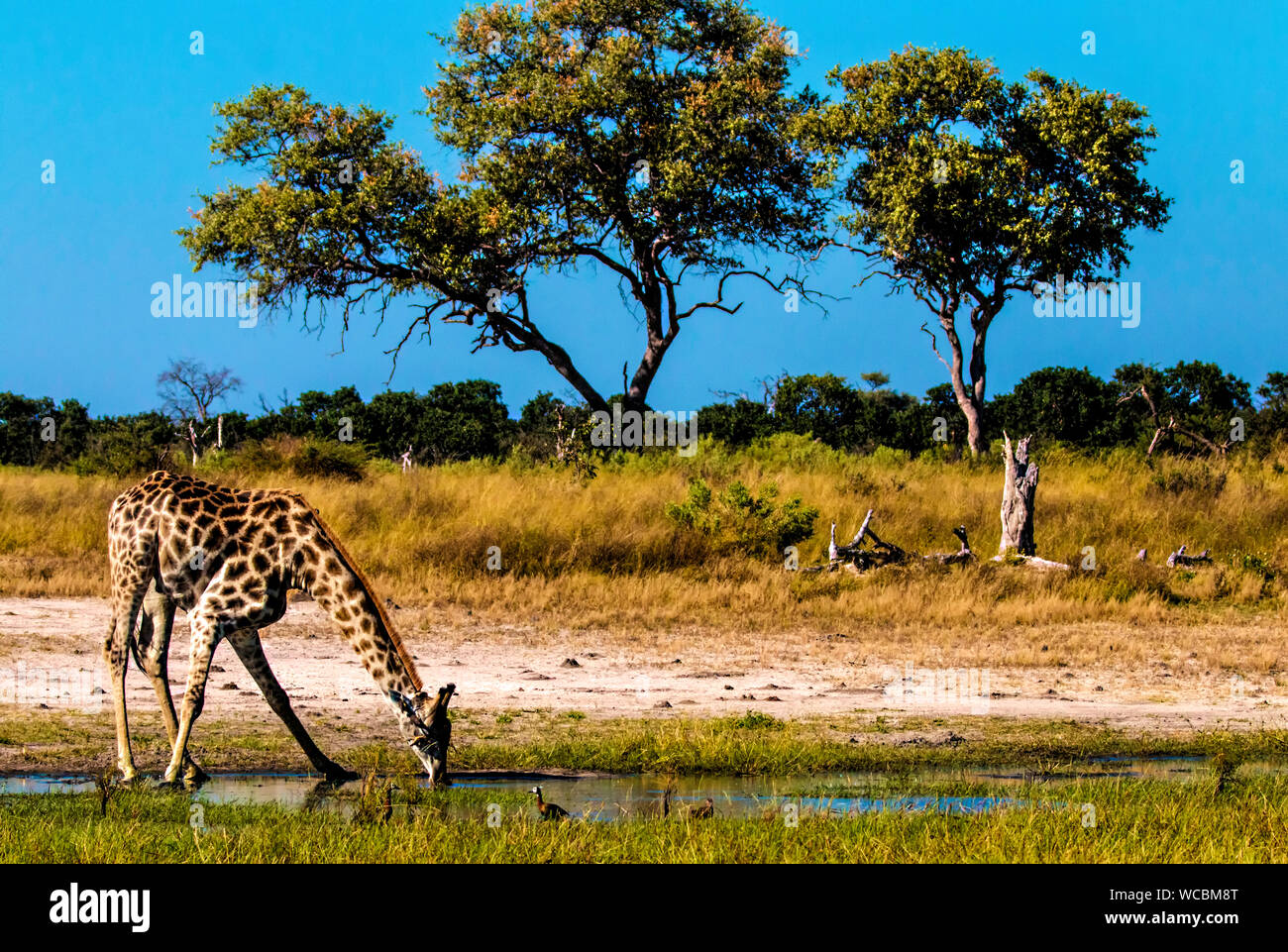 Quando la giraffa si mette in ginocchio per bere, egli è al suo più vulnerabili ai predatori. Essi sono il più alto animale vivente nel mondo Foto Stock