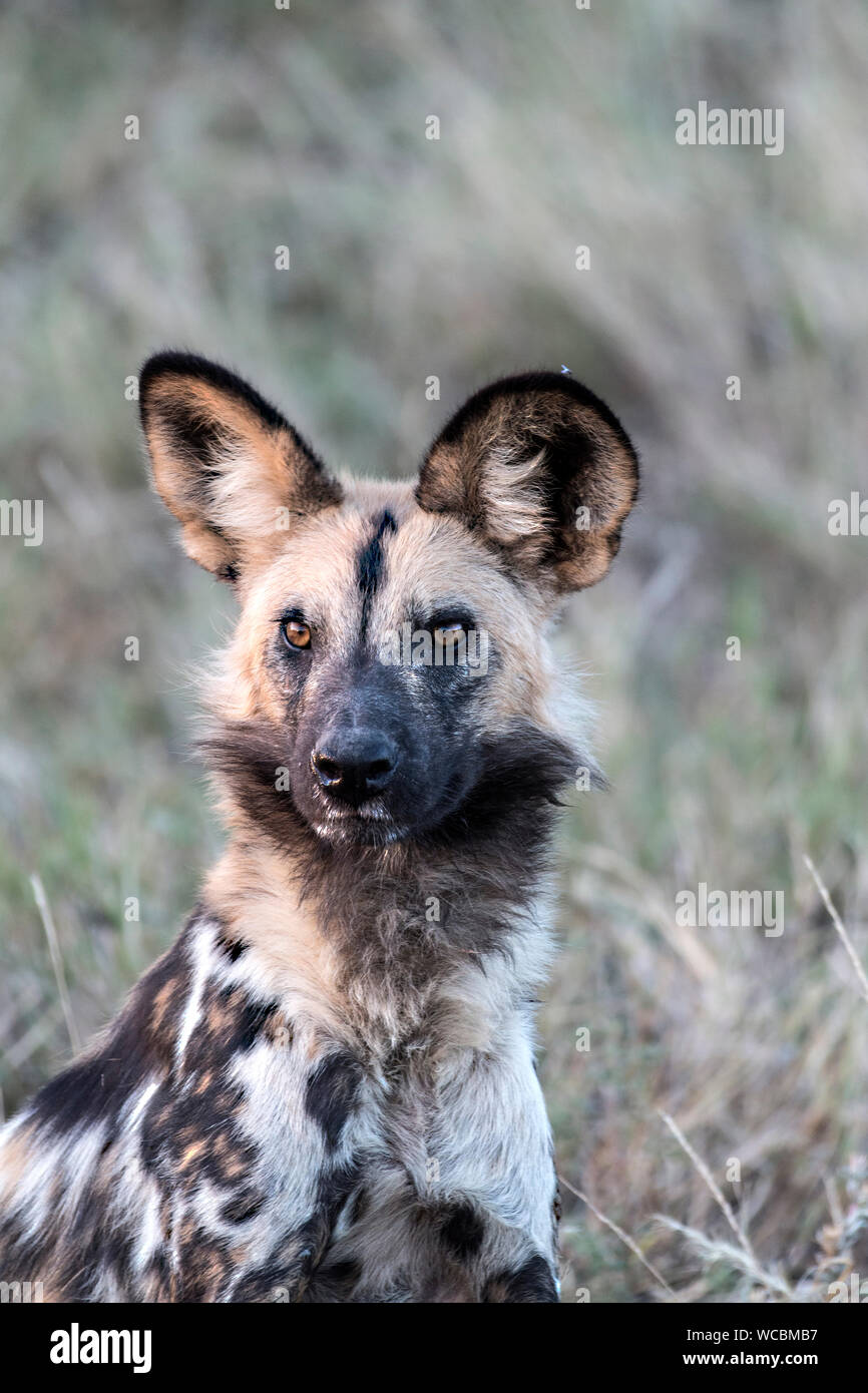 L Africano cane selvatico, chiamato anche Capo Caccia un cane o un dipinto di cane, tipicamente roams pianure e boschi radi dell Africa sub-sahariana. Foto Stock