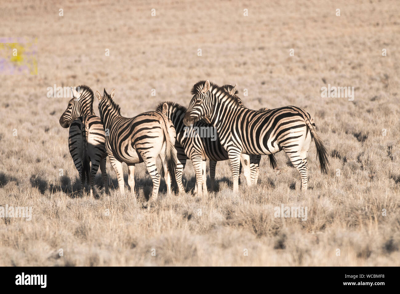 Una piccola mandria di zebre nel mezzo del deserto di Namibia Foto Stock