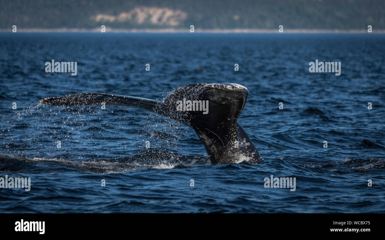 Whale watching in il Fiume St-Laurence Foto Stock