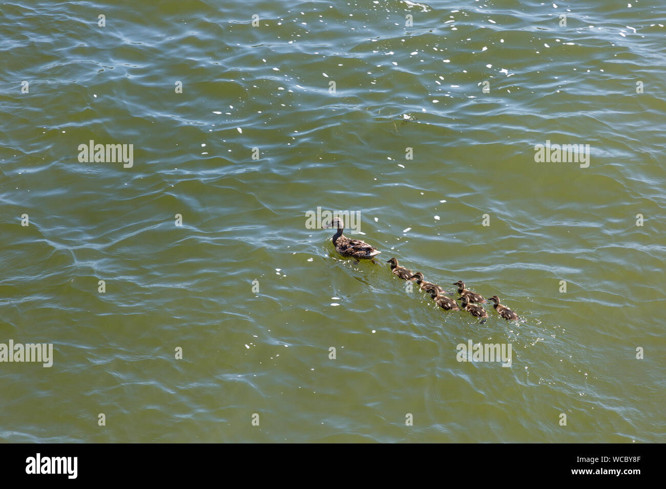 Una madre di anatra e di suoi anatroccoli nuotare attraverso le acque del Geist lago vicino a Indianapolis in Hamilton County, Indiana, Stati Uniti d'America. Foto Stock