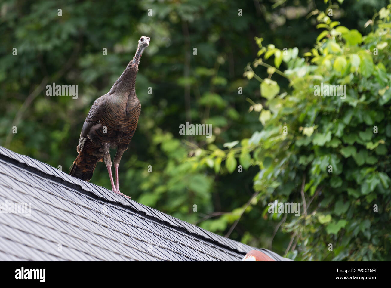 Il tacchino selvatico guardando allarmato sulla parte superiore del tetto del granaio dopo essere stata spaventata da fox Foto Stock