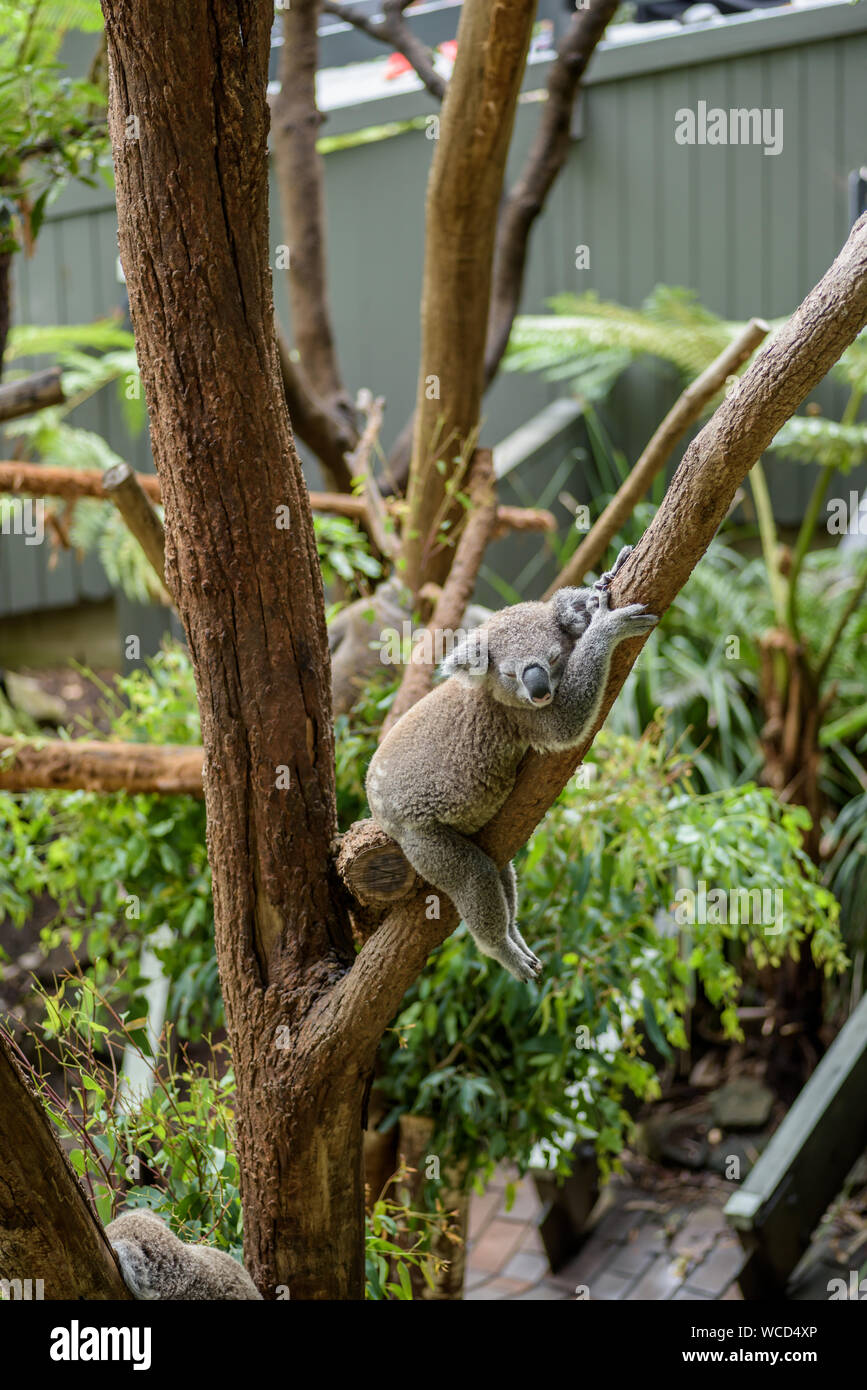 Sleeping Australian Koala sugli alberi, ambiente naturale Foto Stock