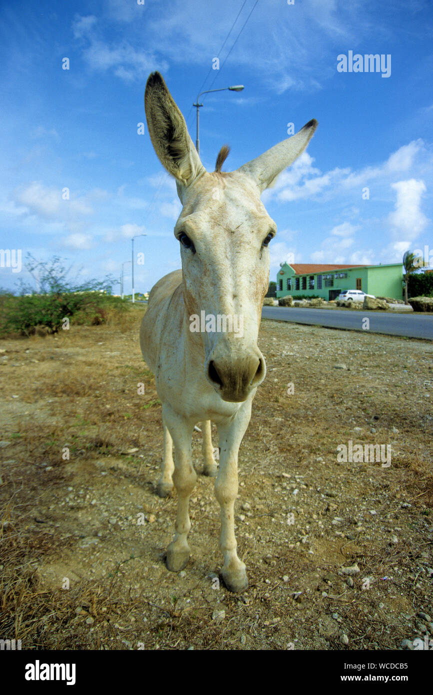 Asino selvaggio, dappertutto per trovare su Bonaire, alcuni posti hanno anche segni di avvertenza in strada, Bonaire, Antille olandesi Foto Stock