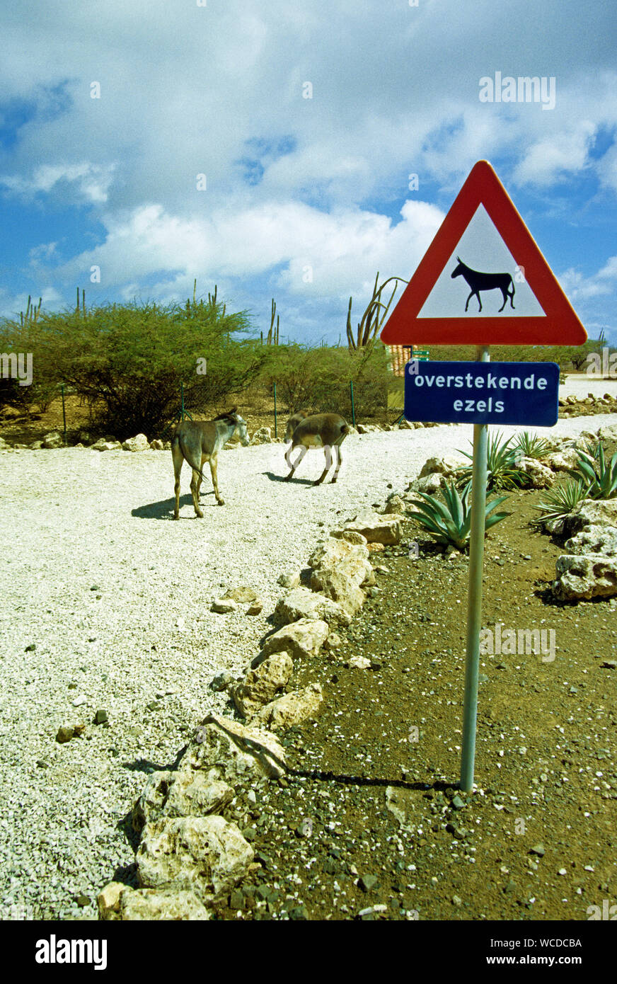 Strada segno, asini selvatici sulla strada, Bonaire, Antille olandesi Foto Stock