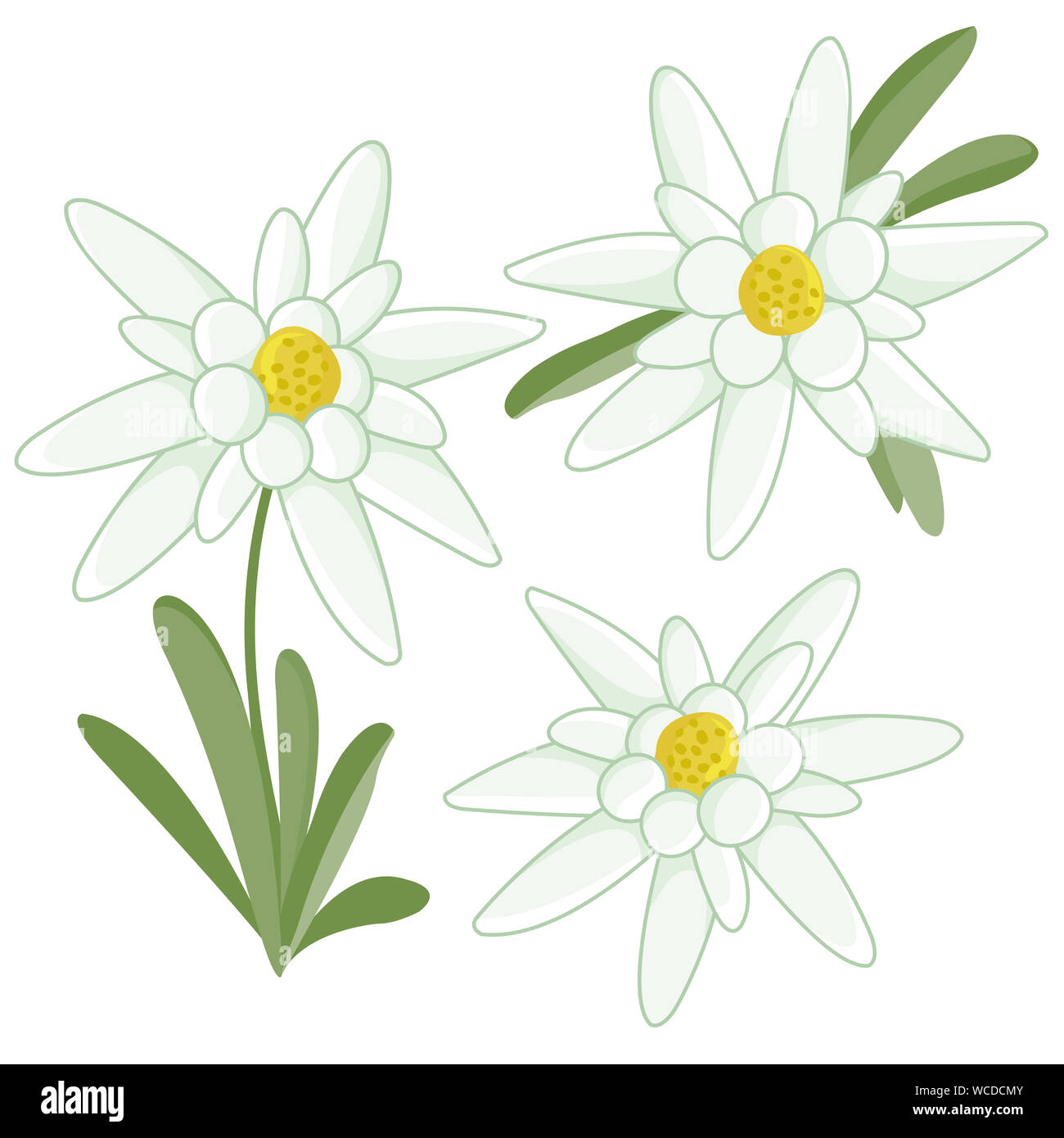 Collezione di fiori di stella alpina su sfondo bianco. Fiori selvatici della montagna alpina bianca. Foto Stock