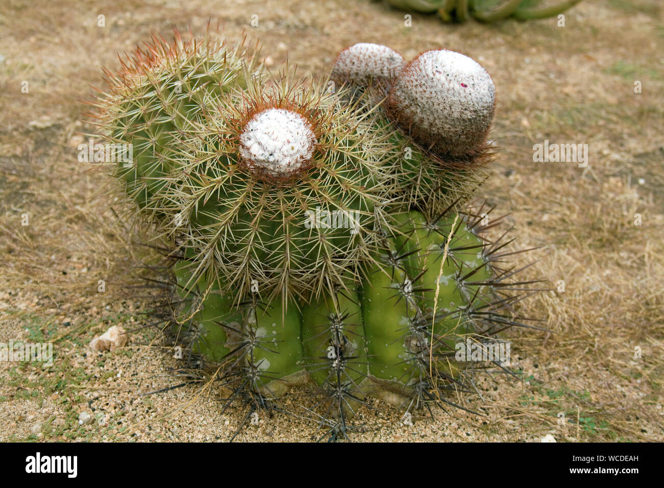 Golden Barrel Cactus (Echinocactus grusonii), Washington Slagbaai National Park, STINAPA, Bonaire, Antille olandesi Foto Stock
