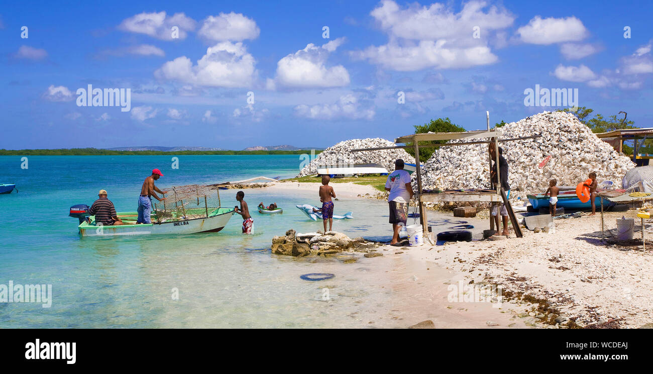 I pescatori a west coast, impilati gusci vuoti della regina conches (Strombus gigas) in spiaggia, ex delicatezza, ora protetto, Bonaire, Antille olandesi Foto Stock