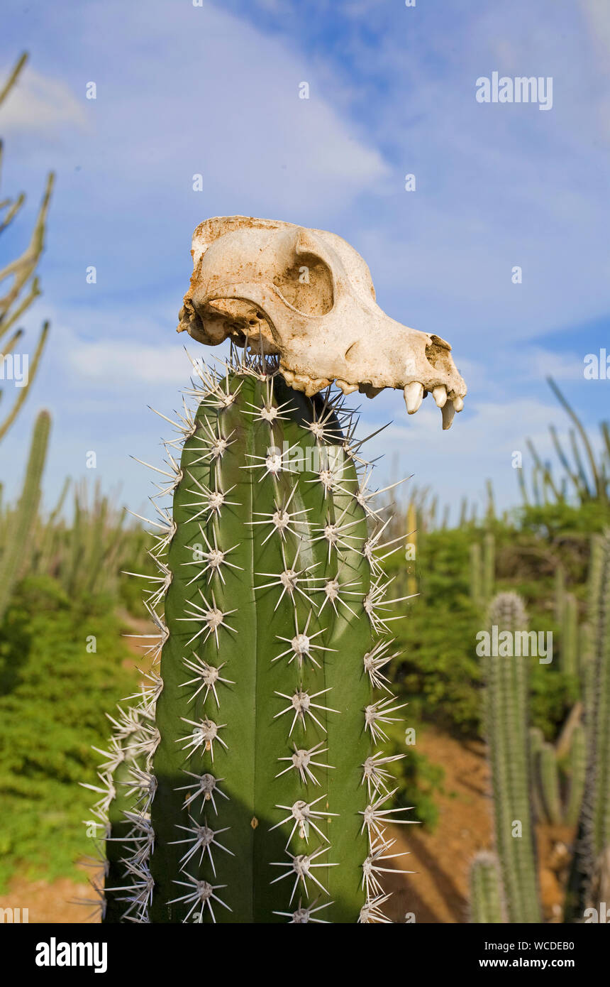 Imbianchiti teschio di capra su un cactus (Cactaceae), Washington Slagbaai National Park, STINAPA, Bonaire, Antille olandesi Foto Stock